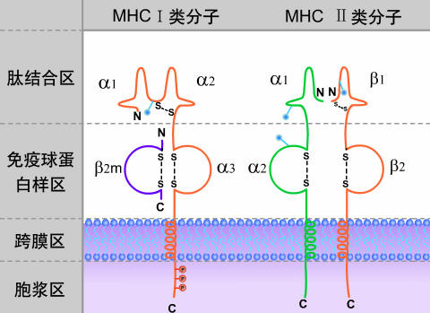 九游体育官网入口-hlab27阳性一定是强直性脊柱炎吗